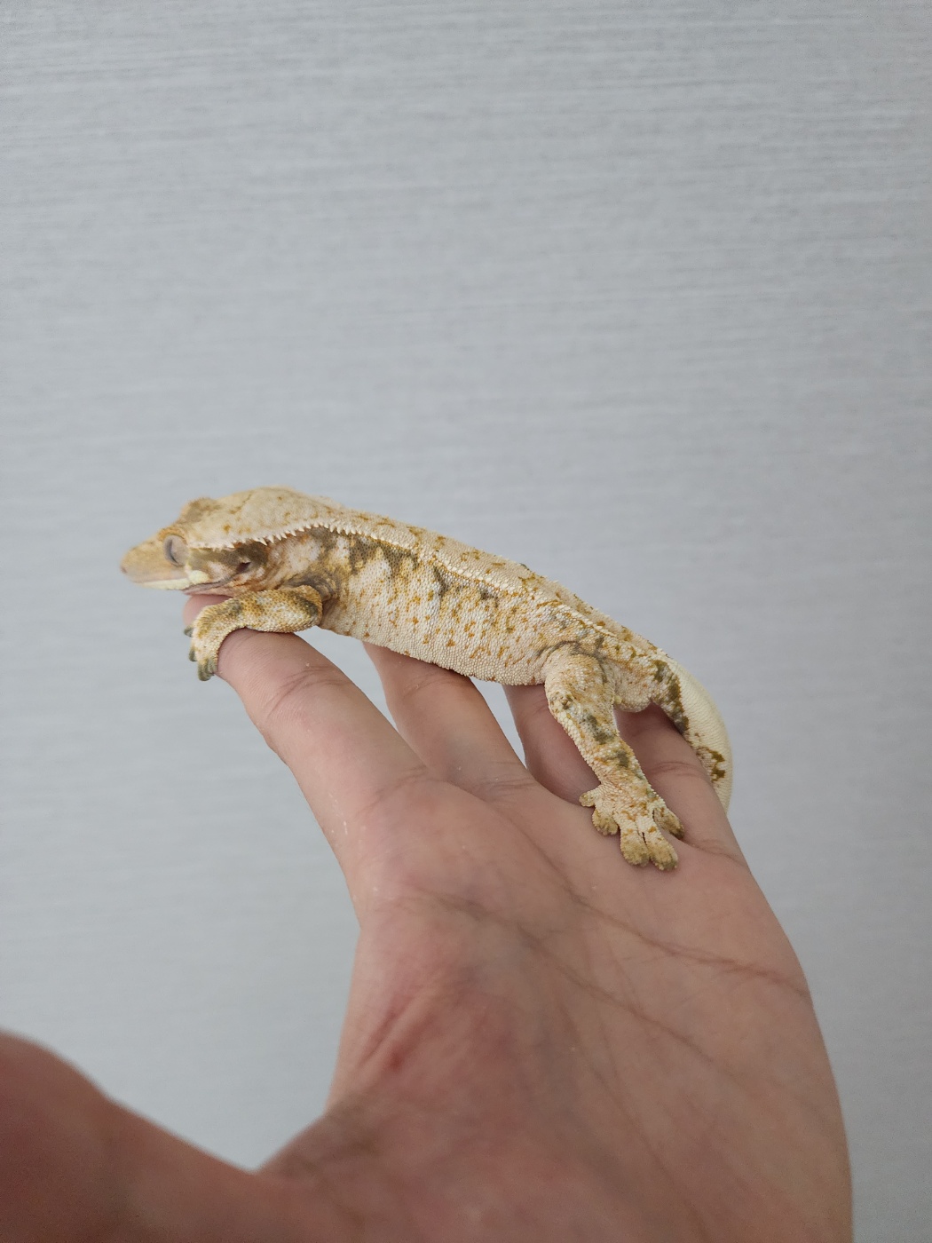 White Extreme Harlequin Tri Drippy White Spot White Porthole