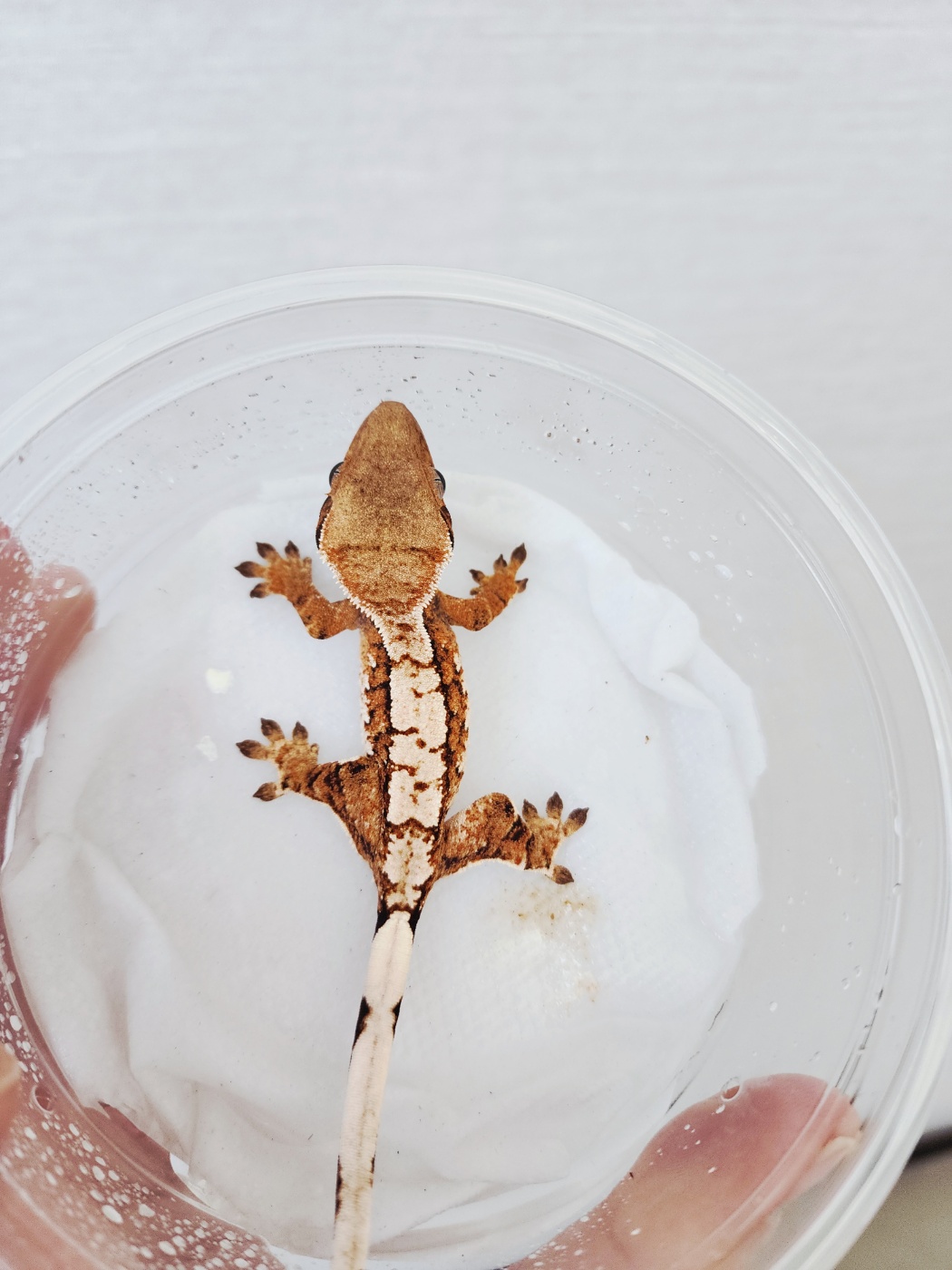 Harlequin Tangerine White Spot Tri White Crown Extreme Harlequin