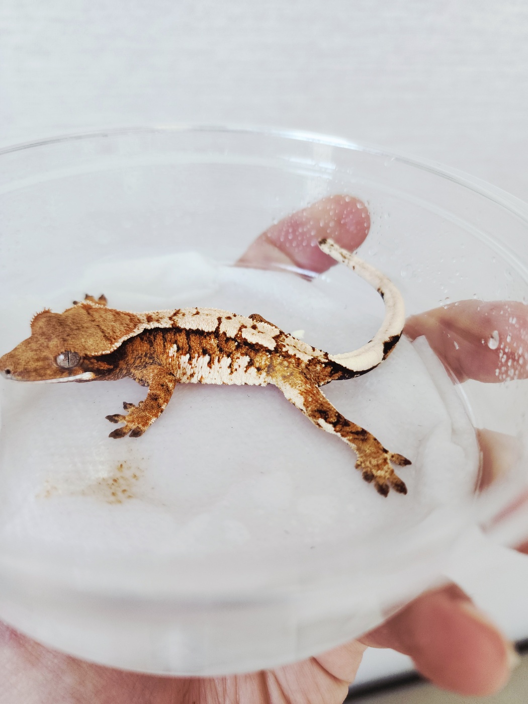 Harlequin Tangerine White Spot Tri White Crown Extreme Harlequin