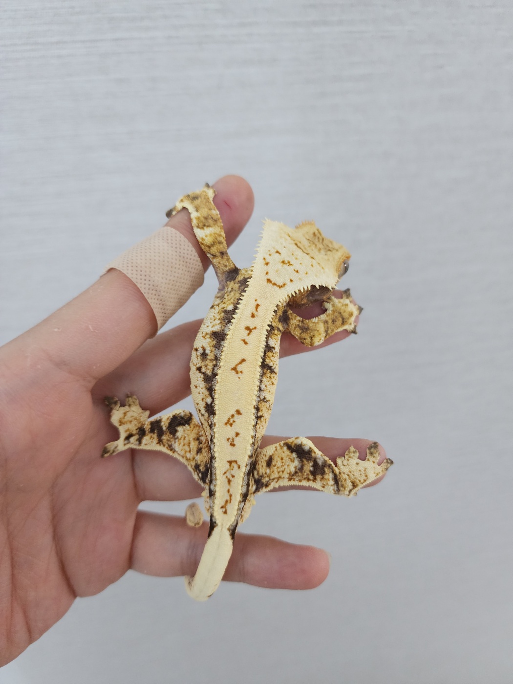 White Spot Tri White Pin Drippy White Porthole Full Pinstripe