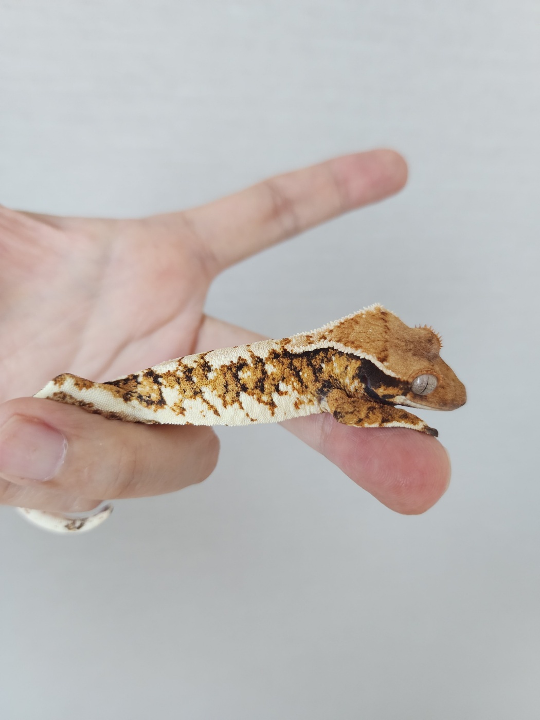 Extreme Harlequin White Pin White Tangerine Tri Harlequin