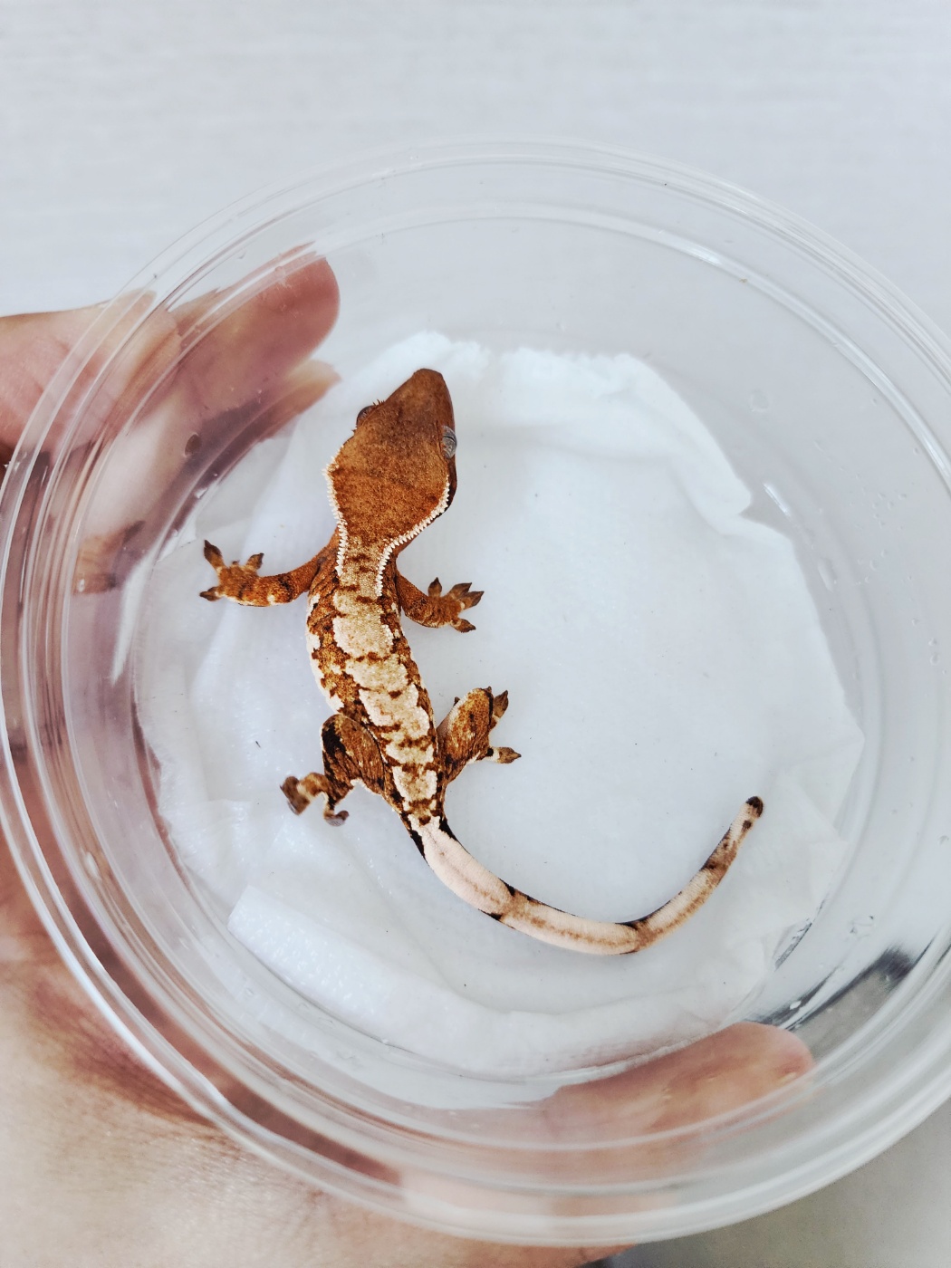 Extreme Harlequin Tangerine White Spot White Crown White Pin Harlequin