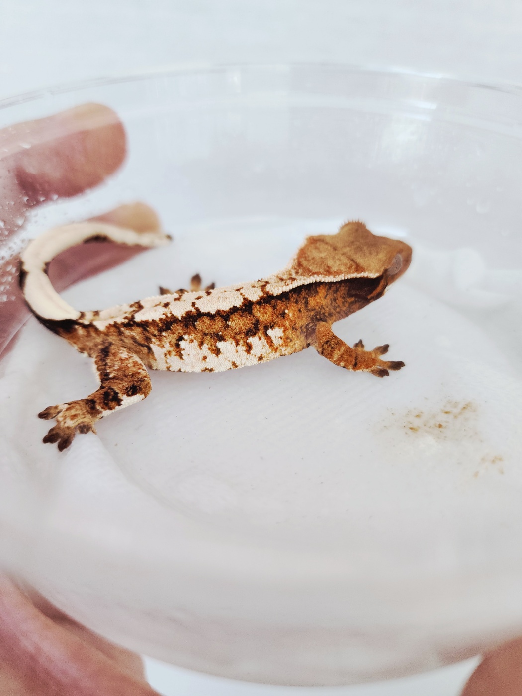 Harlequin Tangerine White Spot Tri White Crown Extreme Harlequin