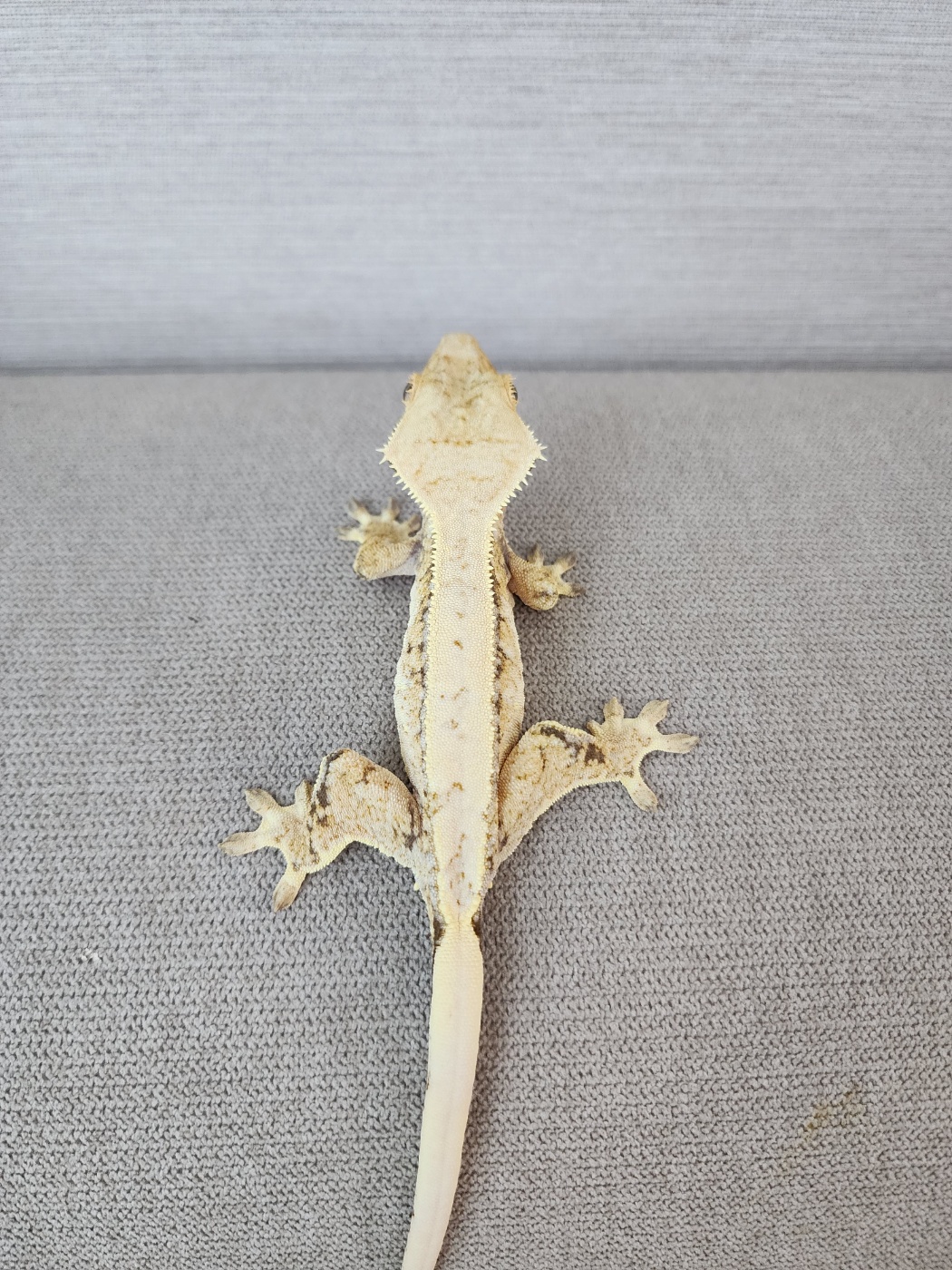 Pinstripe White Spot White Tri Drippy