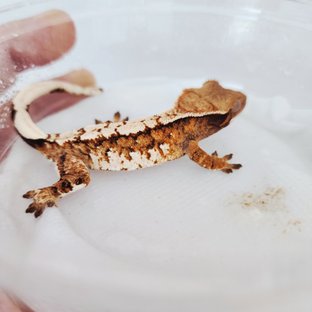 Tri Extreme Harlequin Harlequin White Spot White Crown Tangerine