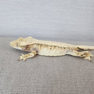 Drippy White Pinstripe White Spot Tri