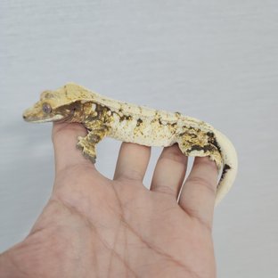 Drippy White Spot White Porthole