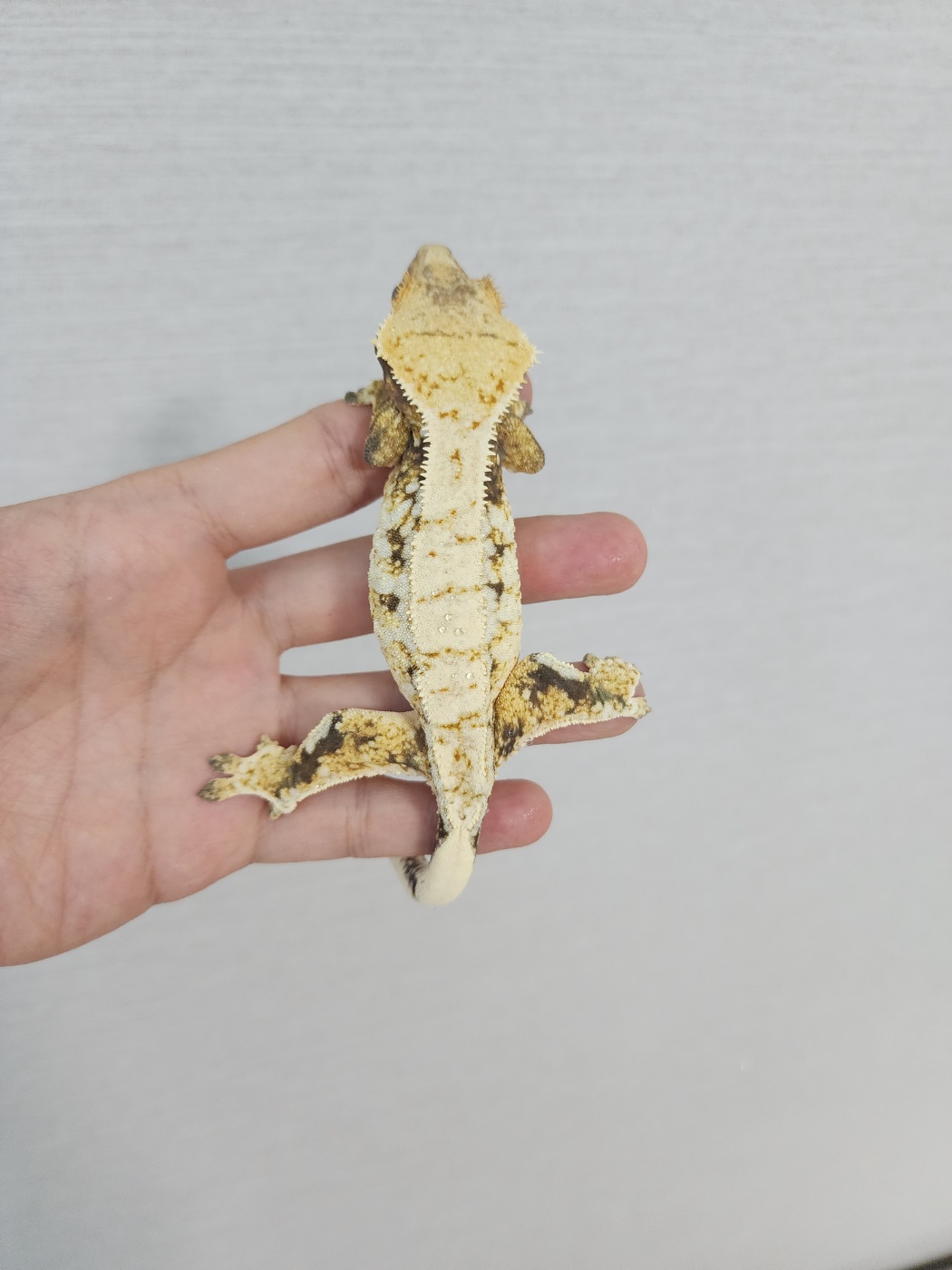 White Spot Drippy White Porthole