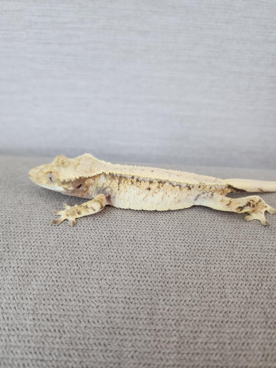 Pinstripe White Spot White Tri Drippy