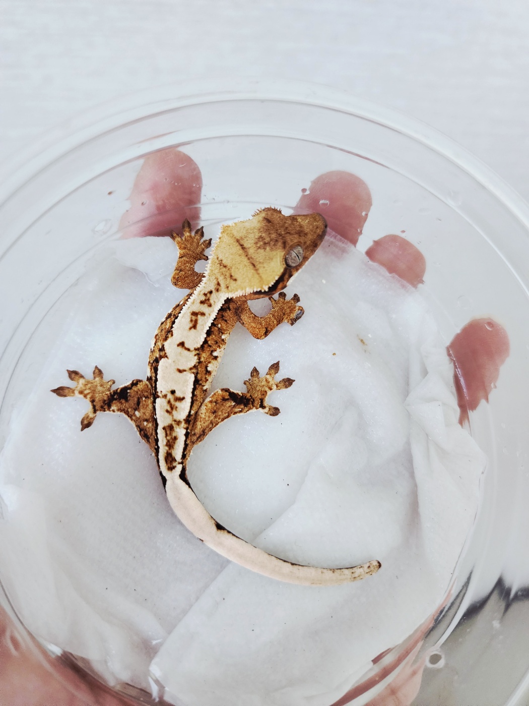 White Pin Harlequin Extreme Harlequin Tri White Crown Tangerine