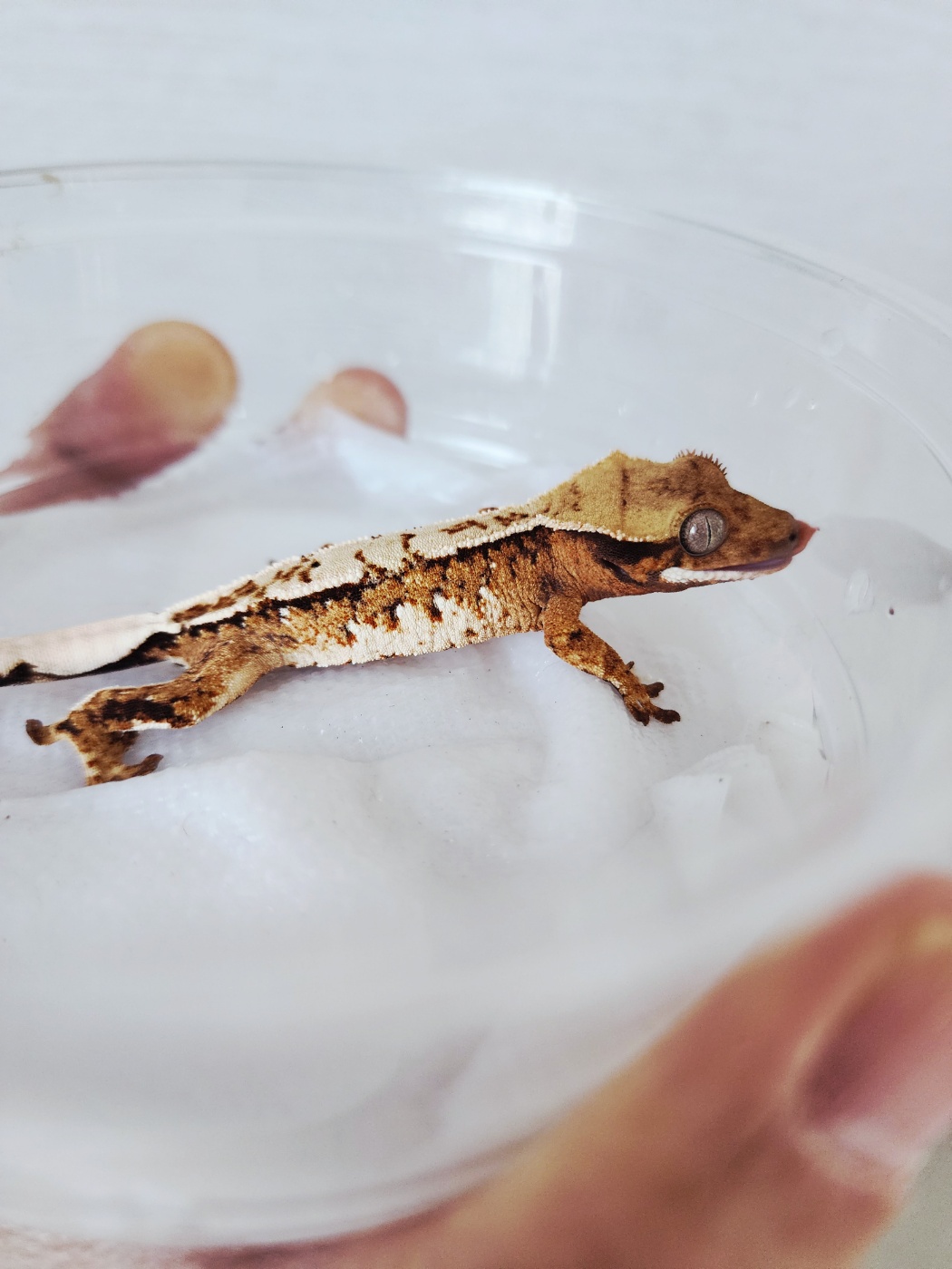 White Pin Harlequin Extreme Harlequin Tri White Crown Tangerine