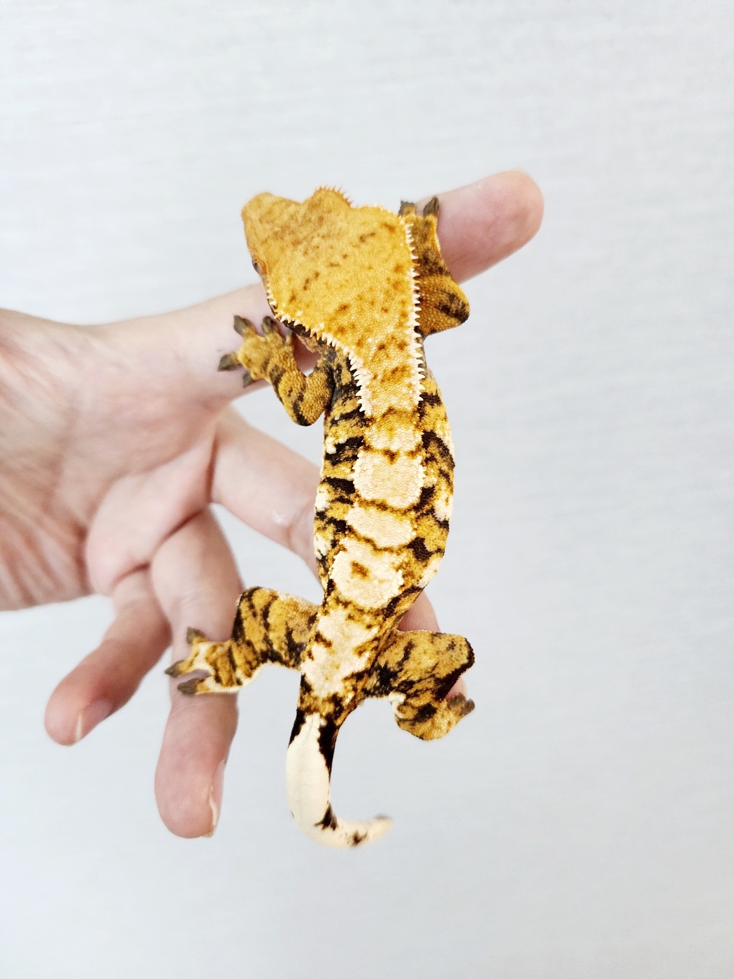 Harlequin Barb Extreme Harlequin Tri