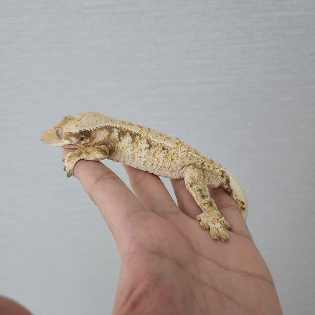 White Extreme Harlequin Tri Drippy White Spot White Porthole