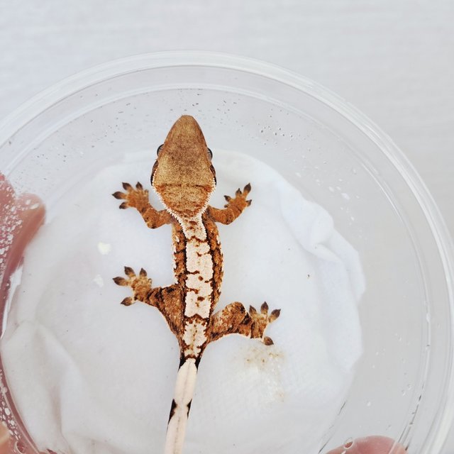 Harlequin Tangerine White Spot Tri White Crown Extreme Harlequin