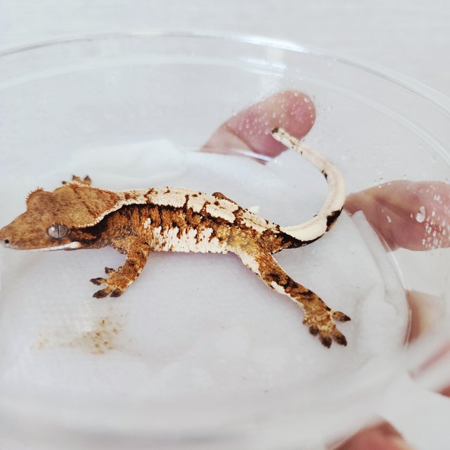 Harlequin Tangerine White Spot Tri White Crown Extreme Harlequin