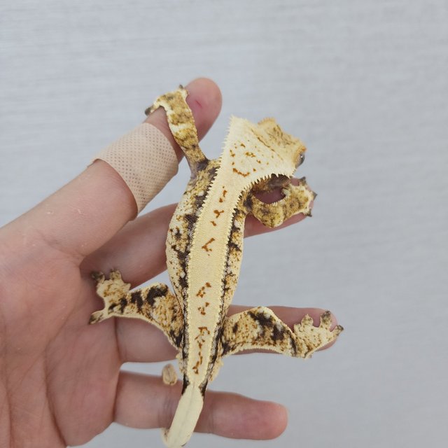 White Spot Tri White Pin Drippy White Porthole Full Pinstripe