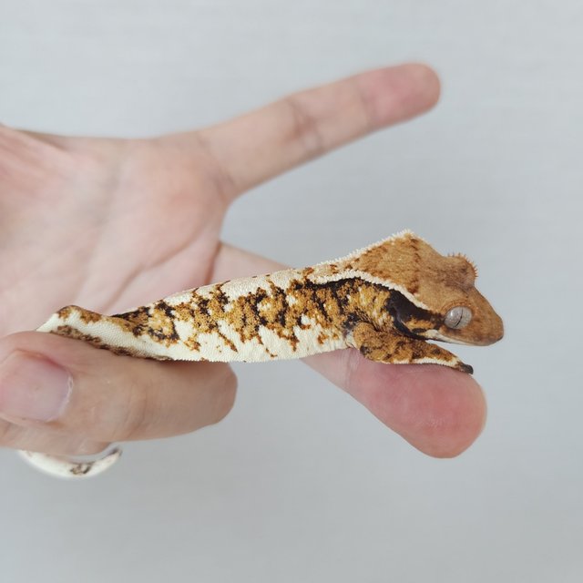 Extreme Harlequin White Pin White Tangerine Tri Harlequin