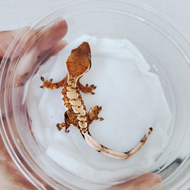 Extreme Harlequin Tangerine White Spot White Crown White Pin Harlequin