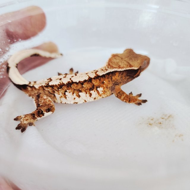 Harlequin Tangerine White Spot Tri White Crown Extreme Harlequin