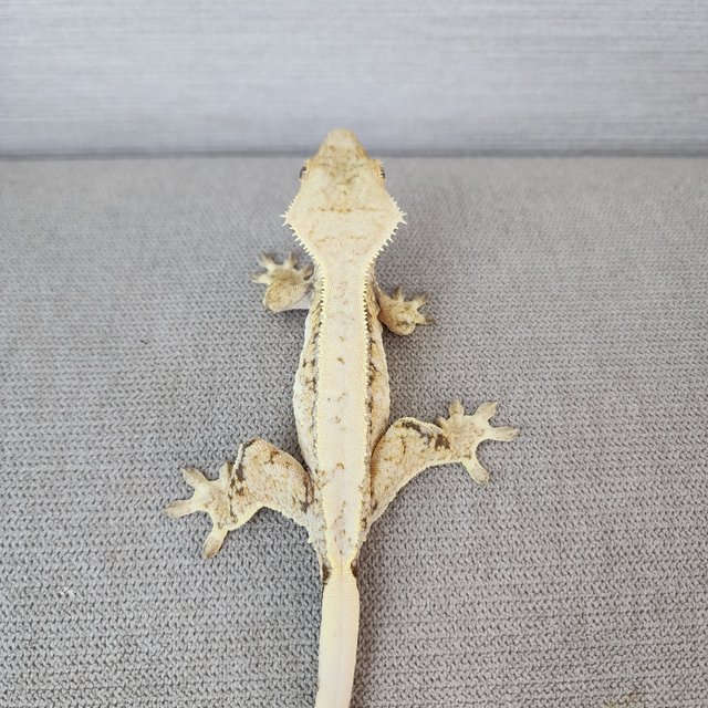 Pinstripe White Spot White Tri Drippy