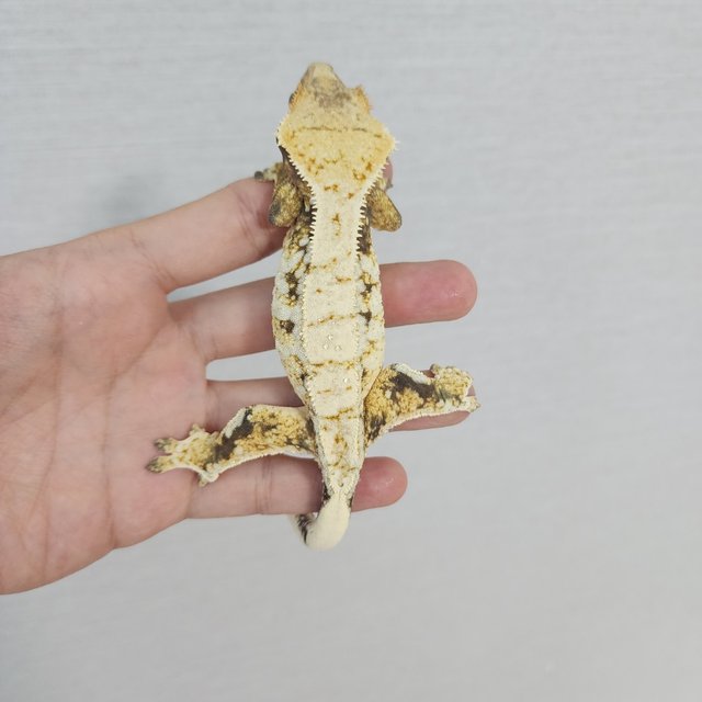 White Spot Drippy White Porthole