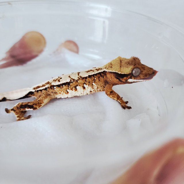 White Pin Harlequin Extreme Harlequin Tri White Crown Tangerine