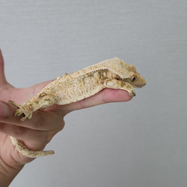 White Extreme Harlequin Tri Drippy White Spot White Porthole