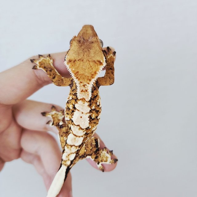 Extreme Harlequin White Pin White Tangerine Tri Harlequin