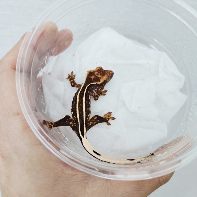 Full Pinstripe Black Empty Back