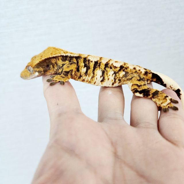 Harlequin Barb Extreme Harlequin Tri