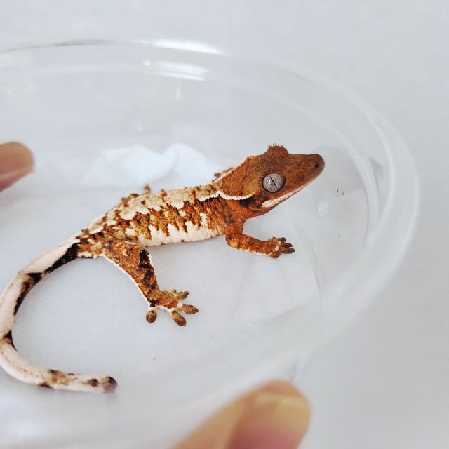 Extreme Harlequin Tangerine White Spot White Crown White Pin Harlequin