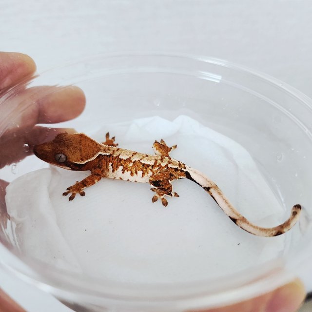 Extreme Harlequin Tangerine White Spot White Crown White Pin Harlequin