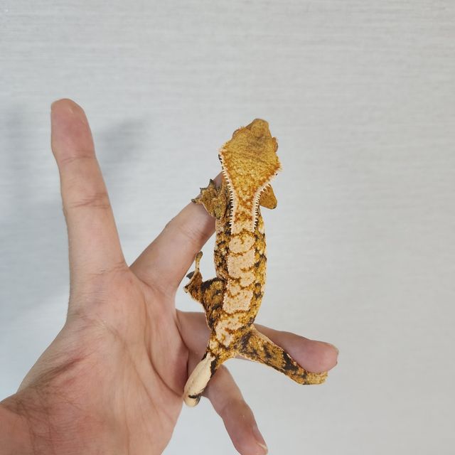 Tri Extreme Harlequin