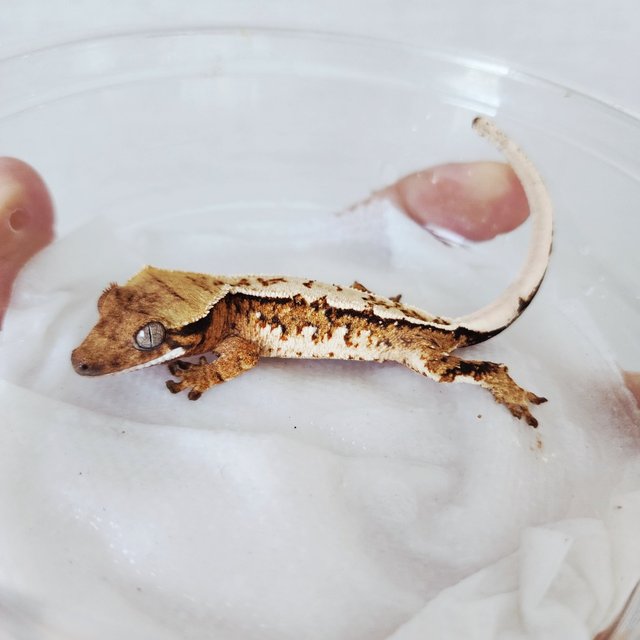 White Pin Harlequin Extreme Harlequin Tri White Crown Tangerine