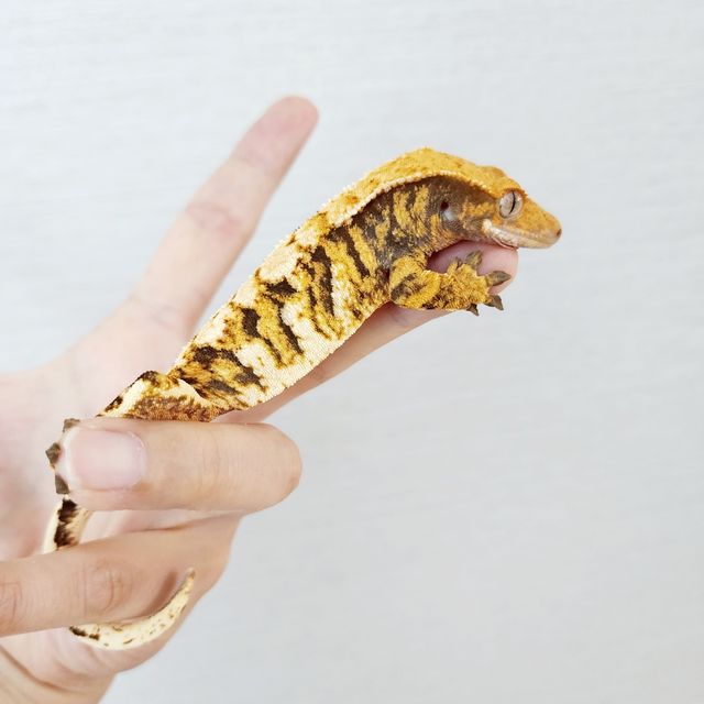 Harlequin Barb Extreme Harlequin Tri