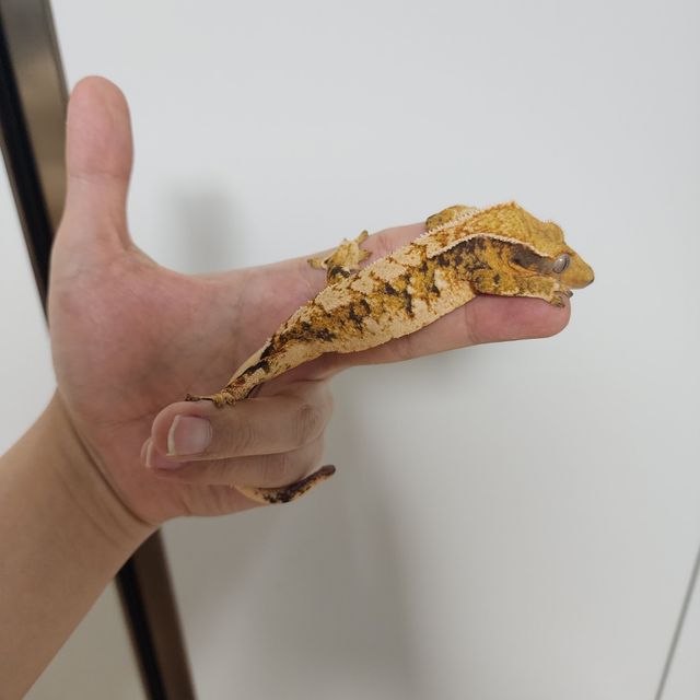 Tri Extreme Harlequin