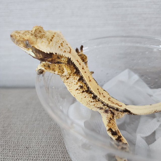 White Spot Tri White Pin Drippy White Porthole Full Pinstripe