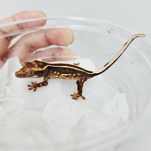 Full Pinstripe Black Empty Back