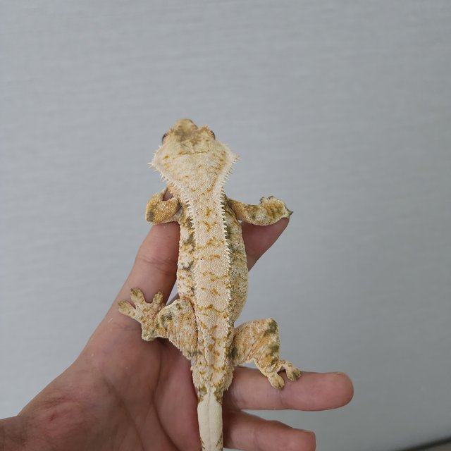 White Extreme Harlequin Tri Drippy White Spot White Porthole