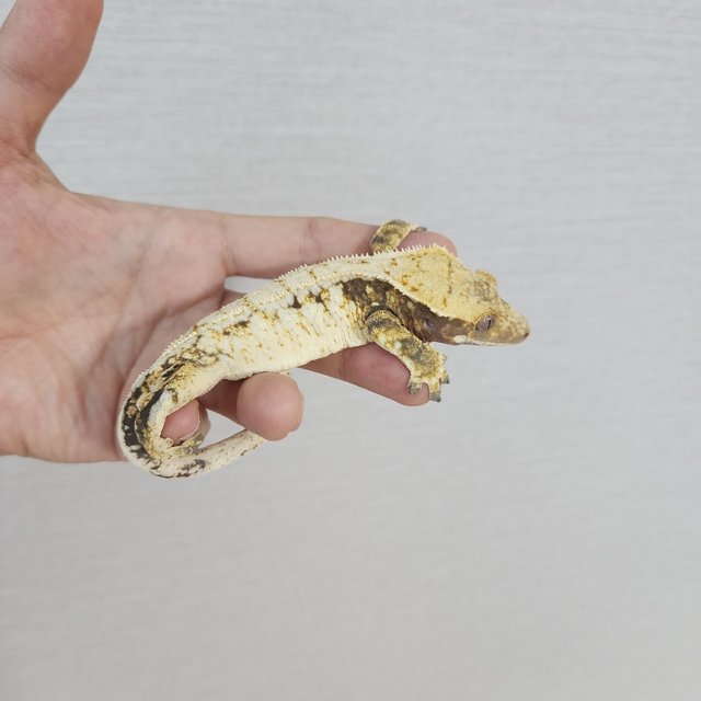 White Spot Drippy White Porthole