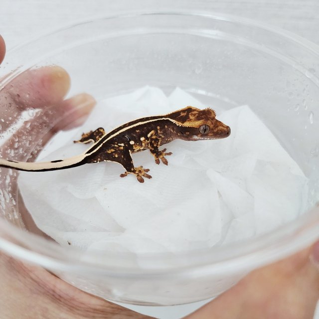 Full Pinstripe Black Empty Back