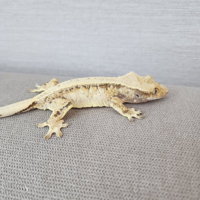 Pinstripe White Spot White Tri Drippy