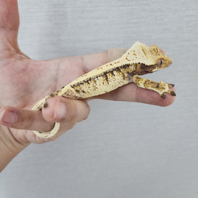 White Spot Tri White Pin Drippy White Porthole Full Pinstripe