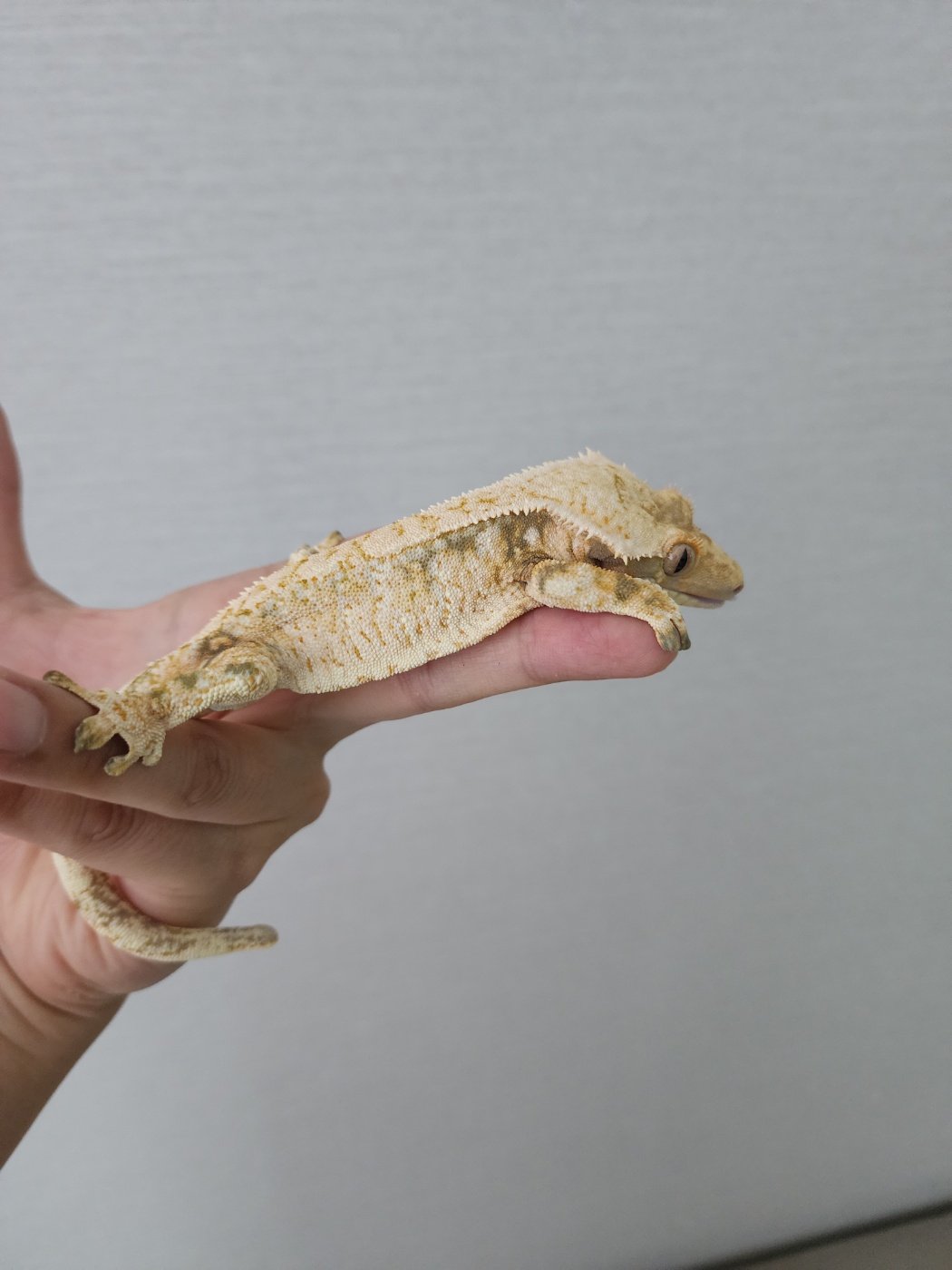 White Extreme Harlequin Tri Drippy White Spot White Porthole