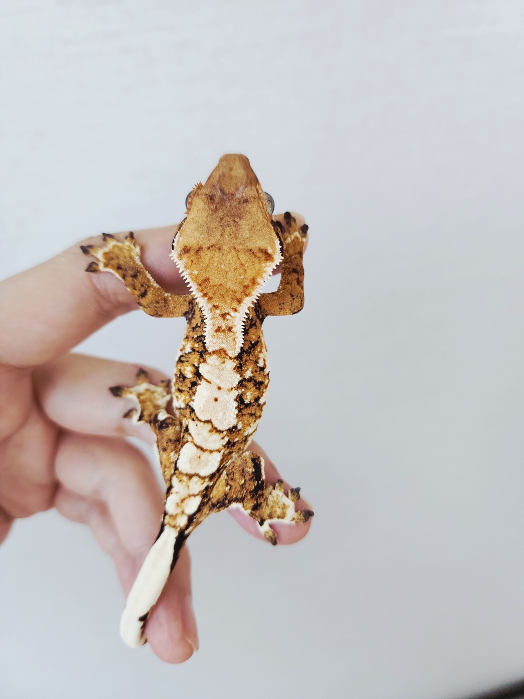 Extreme Harlequin White Pin White Tangerine Tri Harlequin