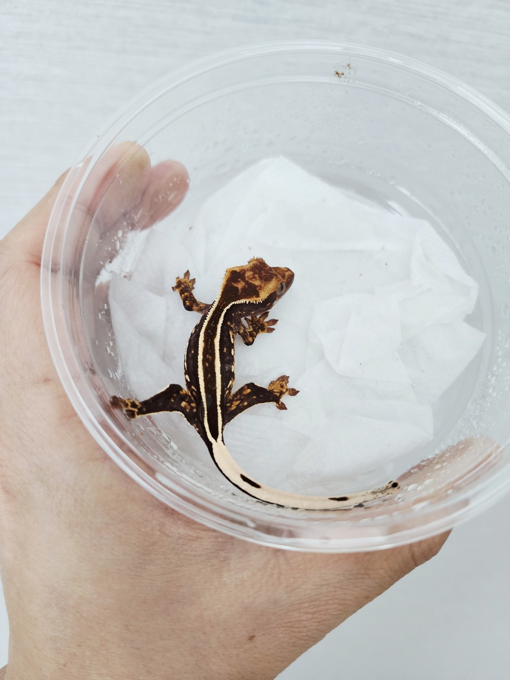 Full Pinstripe Black Empty Back