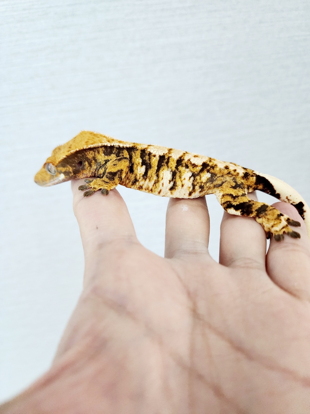 Harlequin Barb Extreme Harlequin Tri