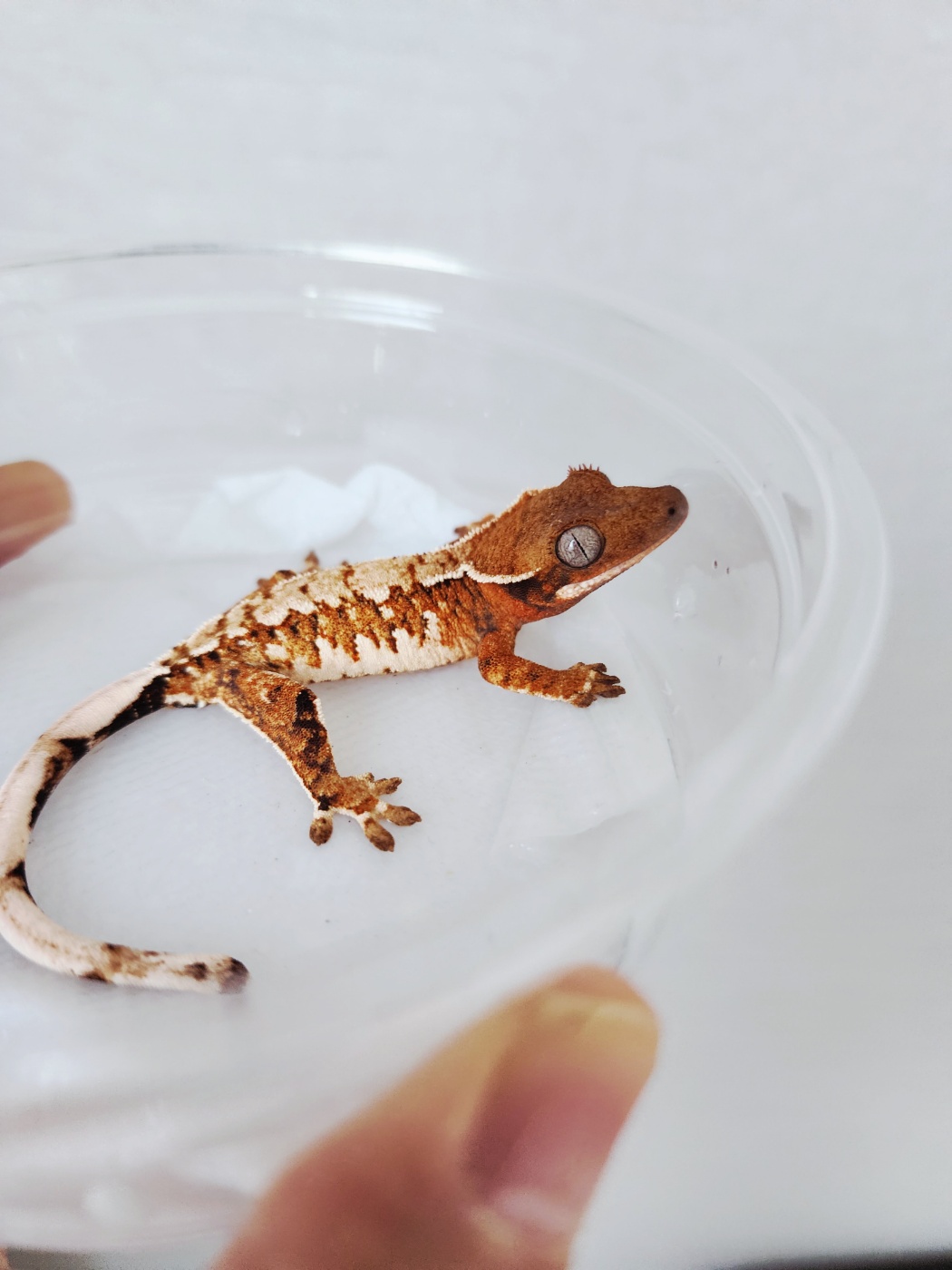 Extreme Harlequin Tangerine White Spot White Crown White Pin Harlequin