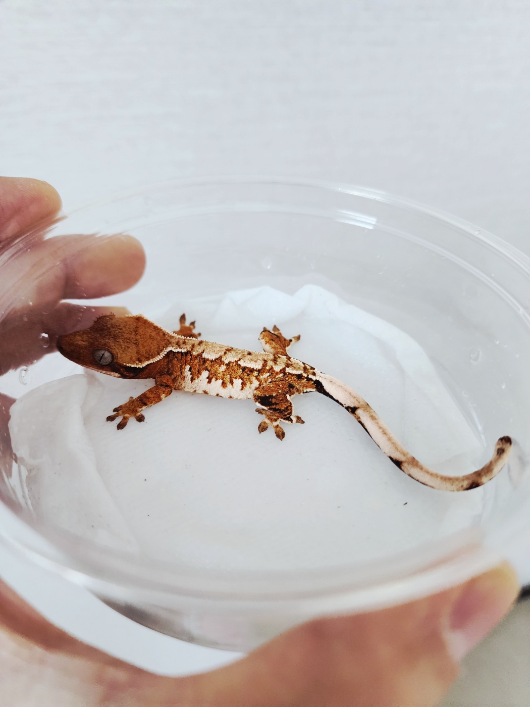 Extreme Harlequin Tangerine White Spot White Crown White Pin Harlequin