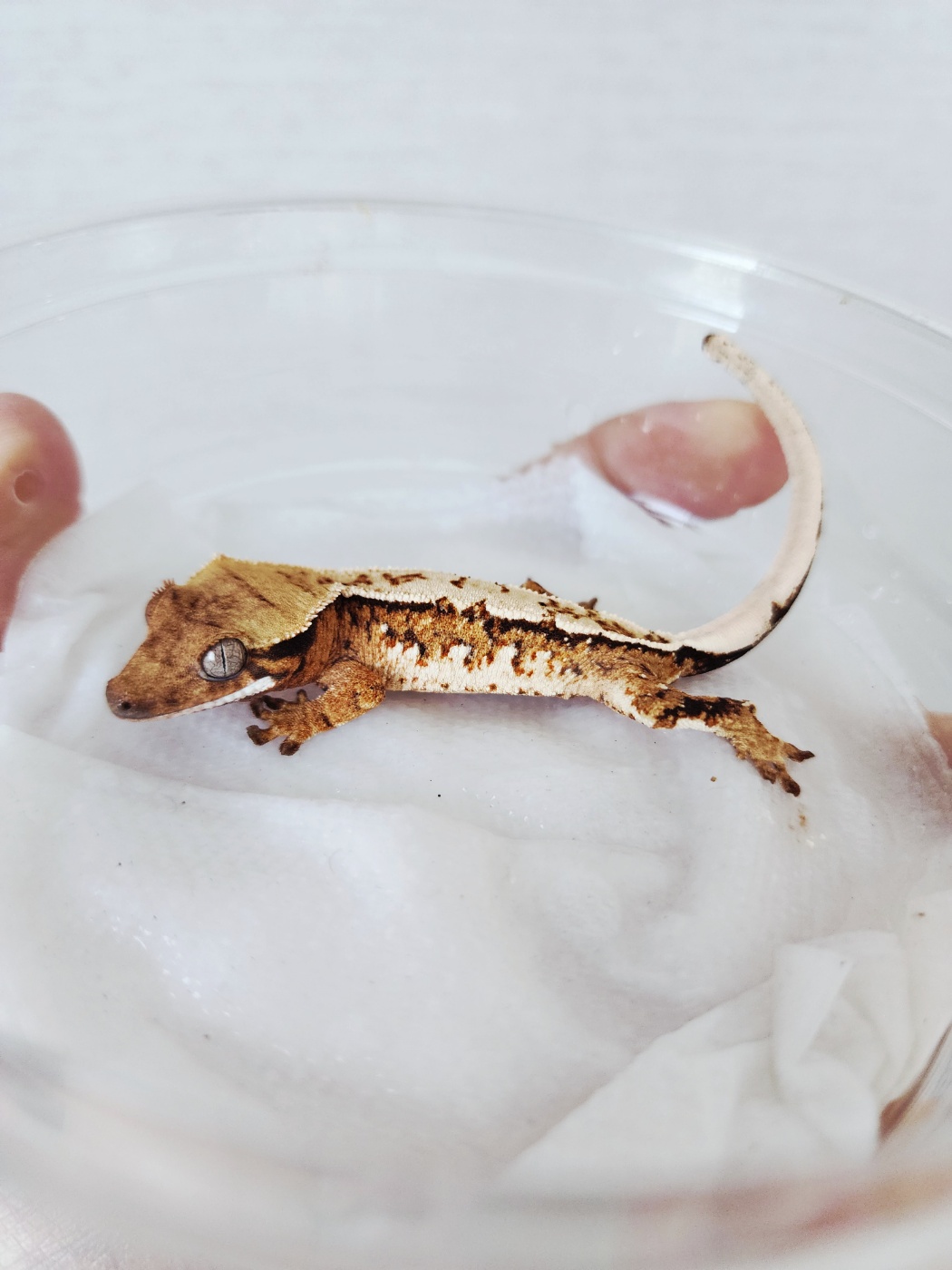 White Pin Harlequin Extreme Harlequin Tri White Crown Tangerine